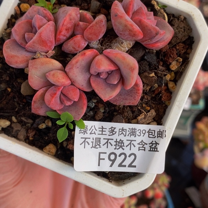 彩虹糖6cm922多肉植物