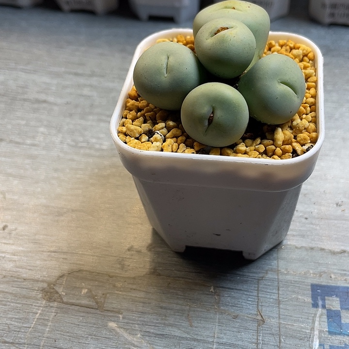 *****家人园艺博览会鸽子蛋 星星