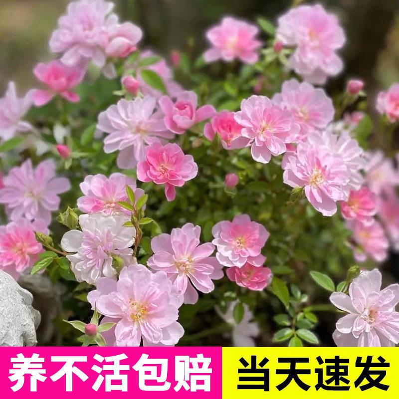 藤本姬月季海神王蔷薇花苗四季开花庭院艾帕索和室爬藤玫瑰带花苞