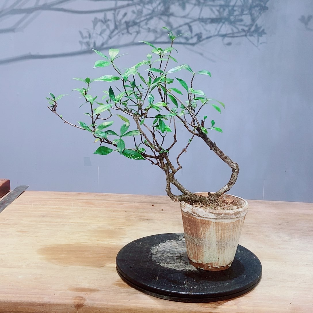 无花朵诗*感谢您的支持和配合和帮助