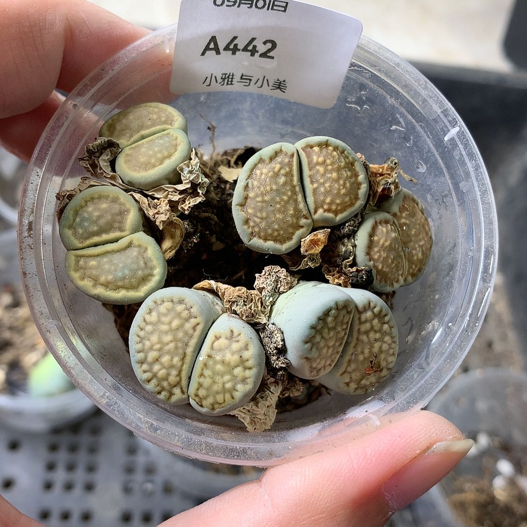 A442多肉植物保护研究所