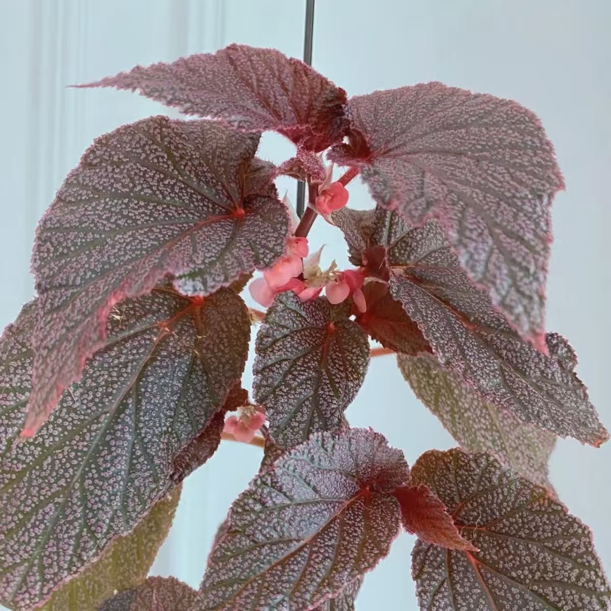 莫里斯秋海棠老桩苗盆栽室内彩叶芋四季好养海棠花观叶植物
