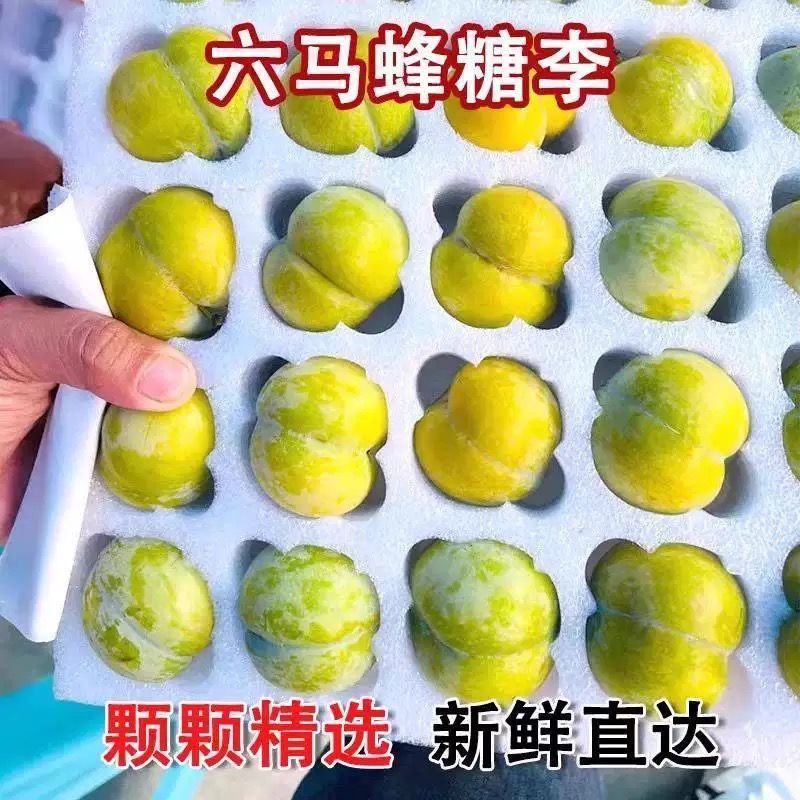 正宗贵州蜂糖李新鲜现摘脆甜多汁脱骨当季水果