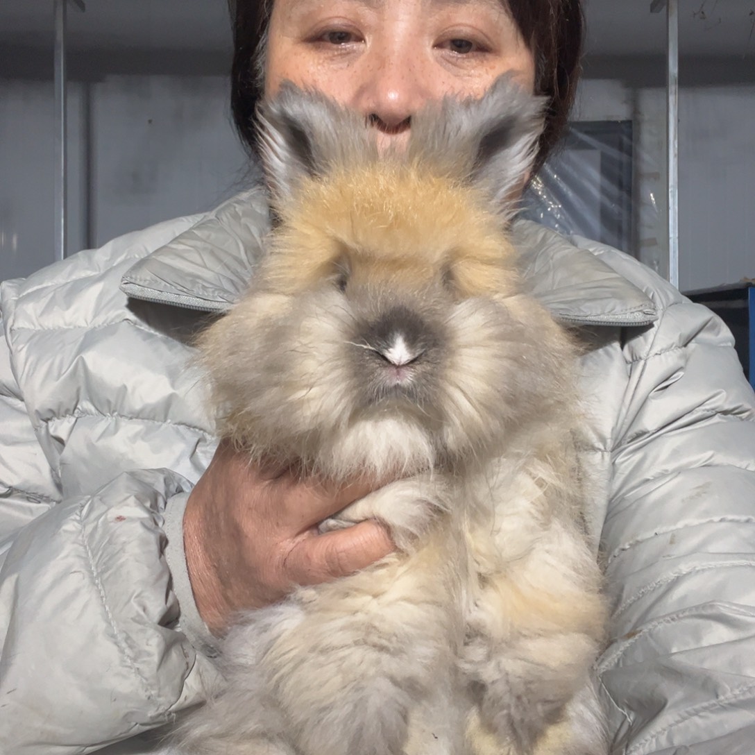 英系安哥拉宠物兔子