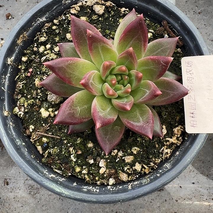 美人杂交 一物一拍