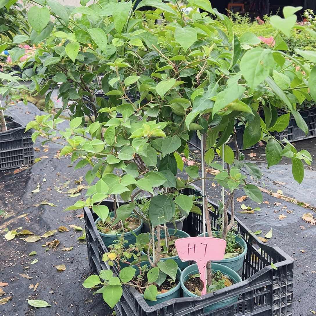 当前无花栽培后可以开花H7随机一颗