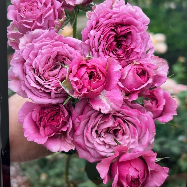 无花朵嗨皮扦插苗