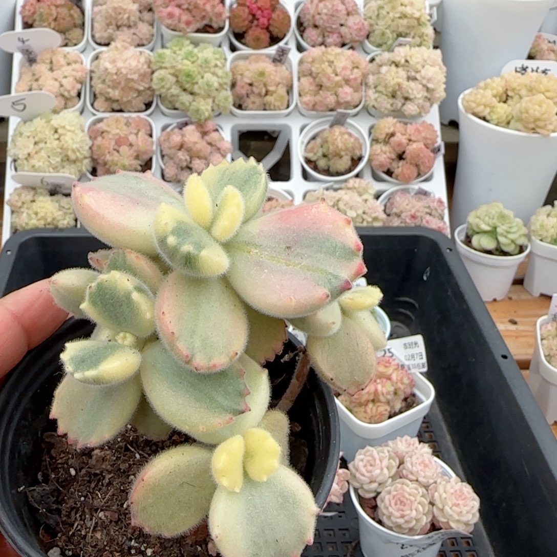 【闪购商品】0207-32