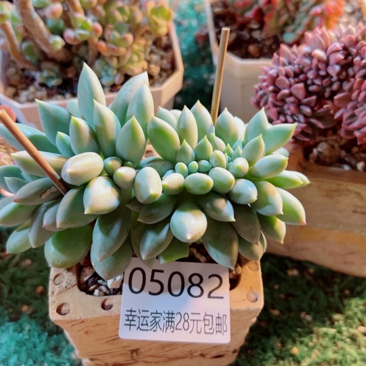 幸运的是我还没遇到幸运