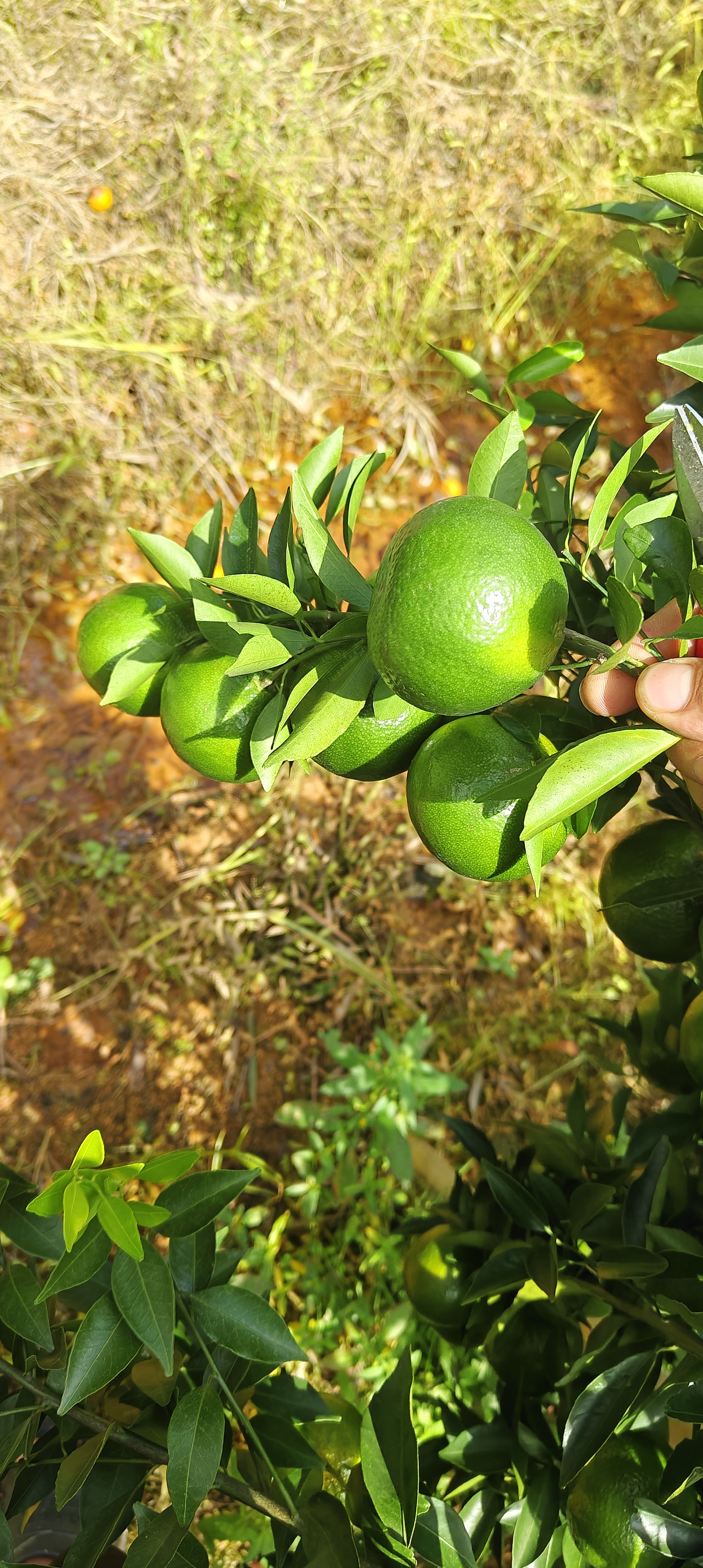直播间改价链接（铁桶链接）（浦北茶枝柑陈皮）