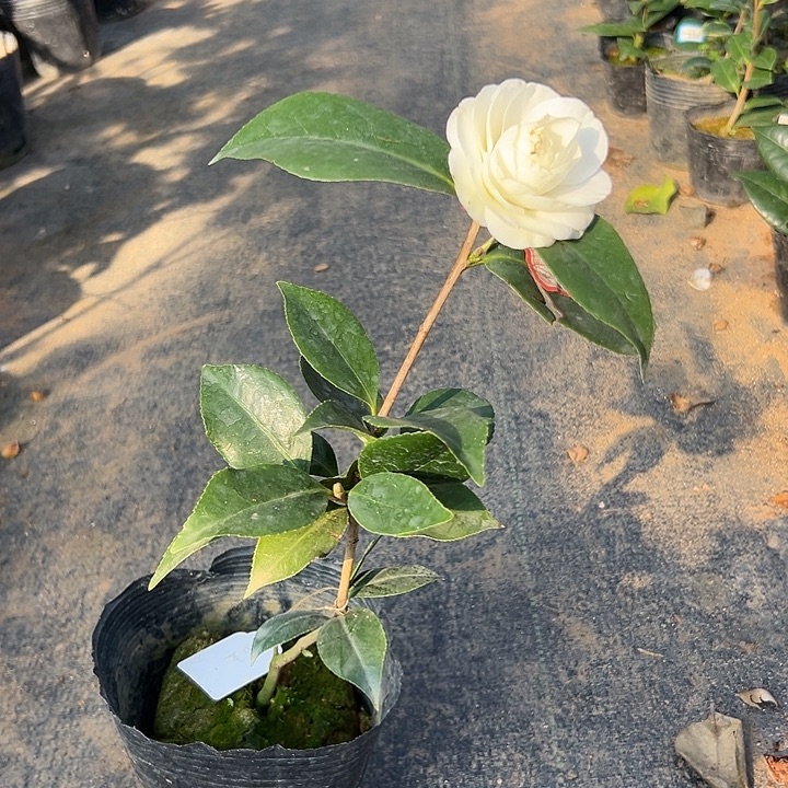 大部分花苞少量开放，超五