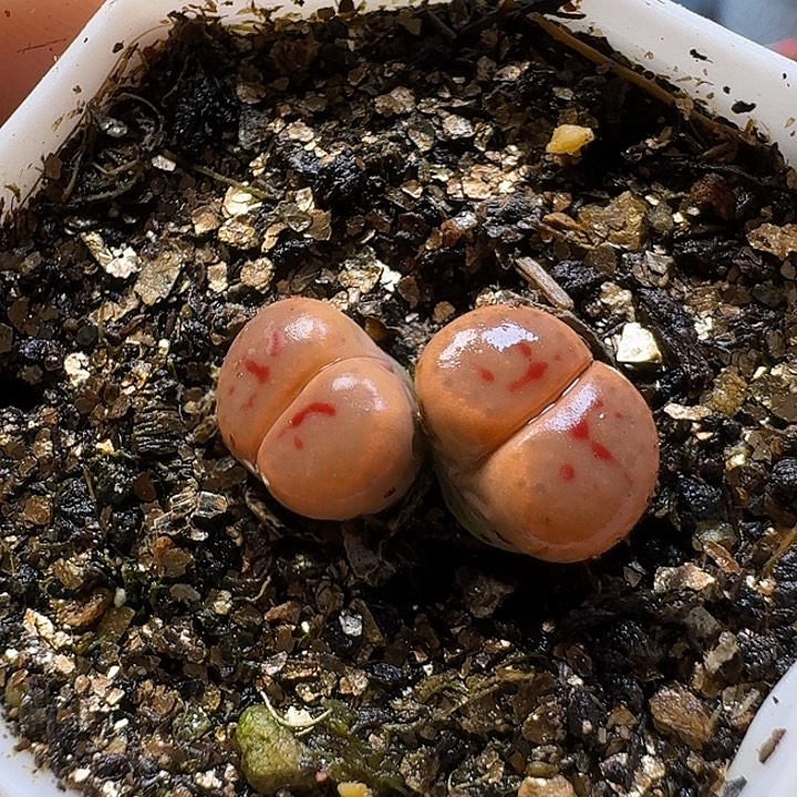 悦***悦生石花111111。  290