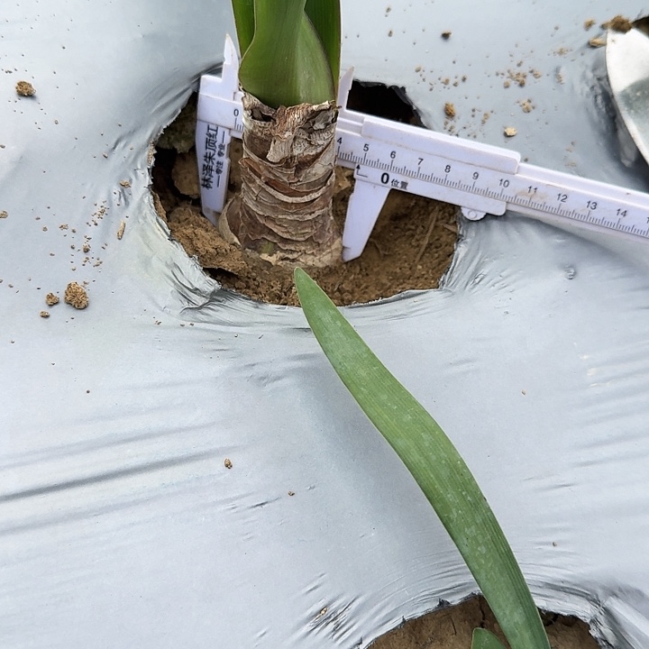 幻影朱顶红一棵4.8