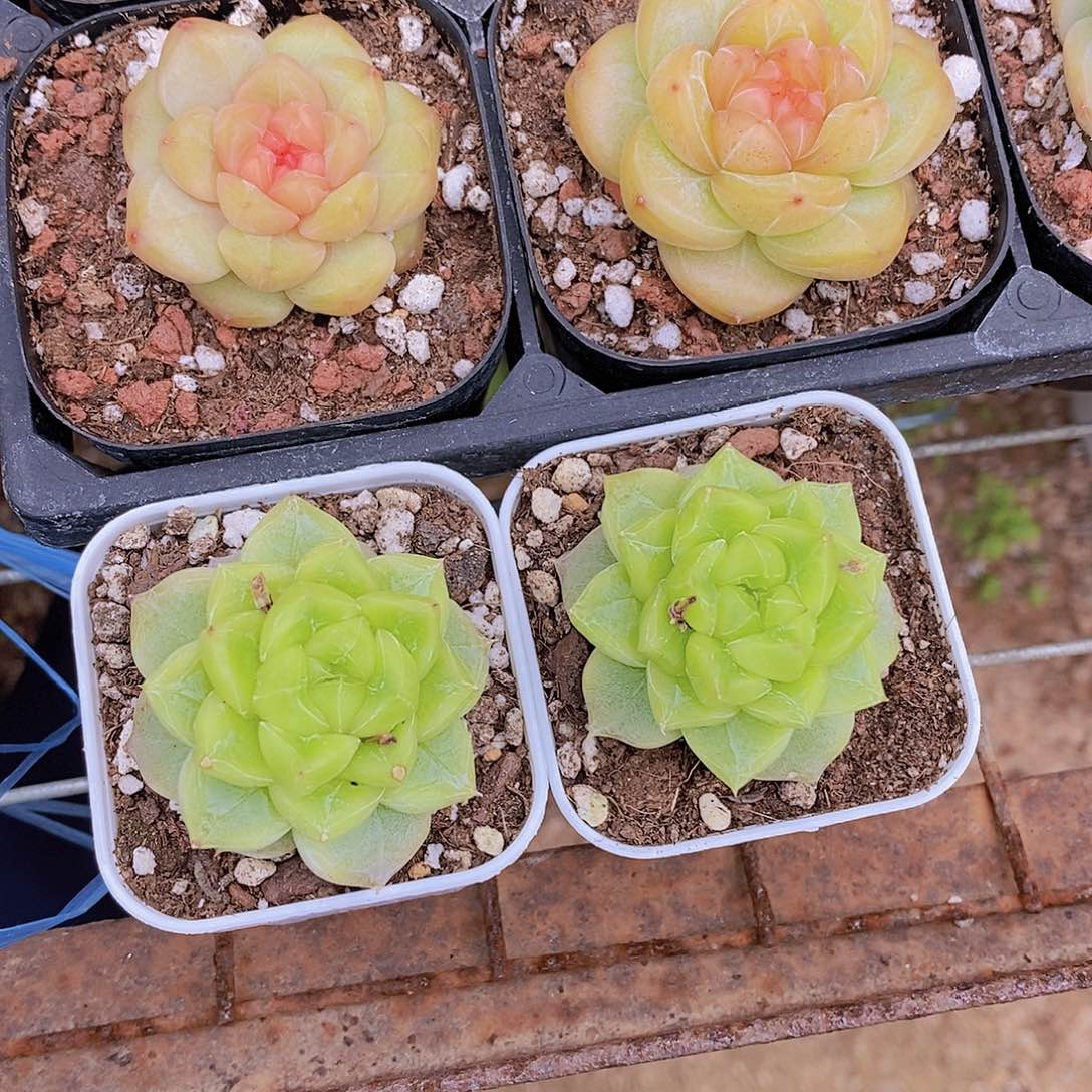 0626- 单头七喜福利一颗 量拍