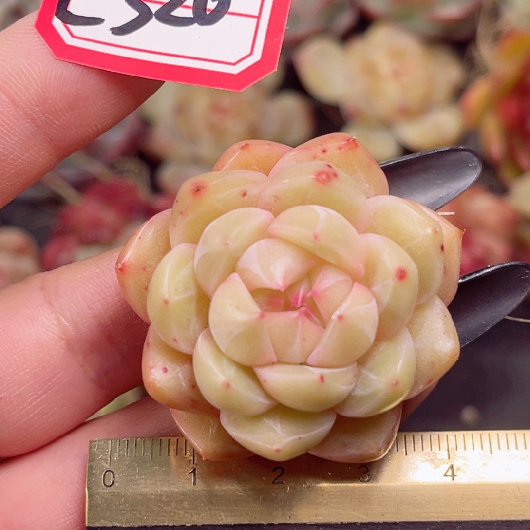 E320 一物一拍 孤品珍妮