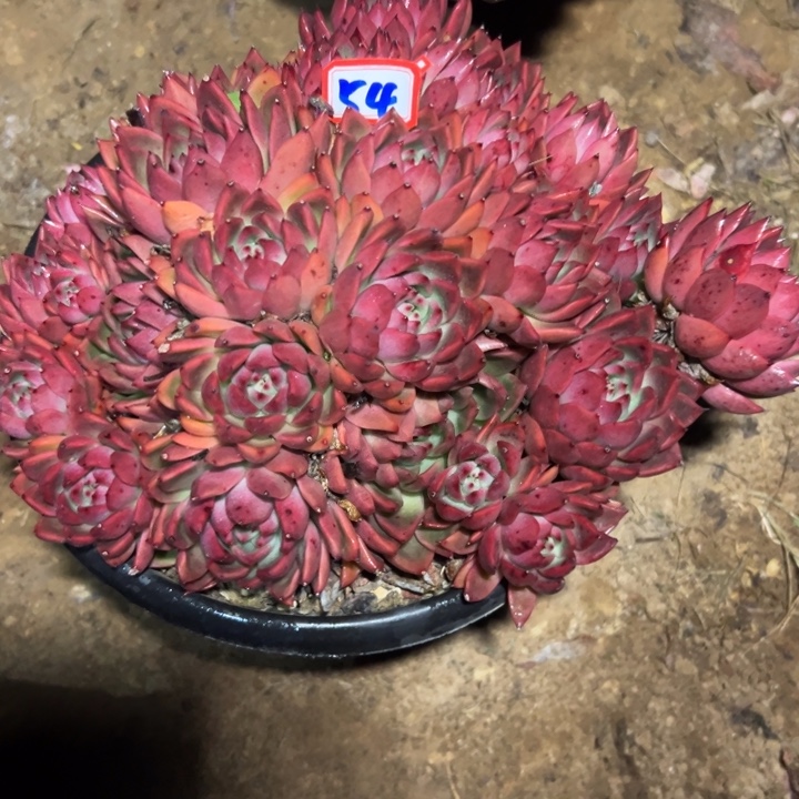 阑***院精品多肉植物老桩