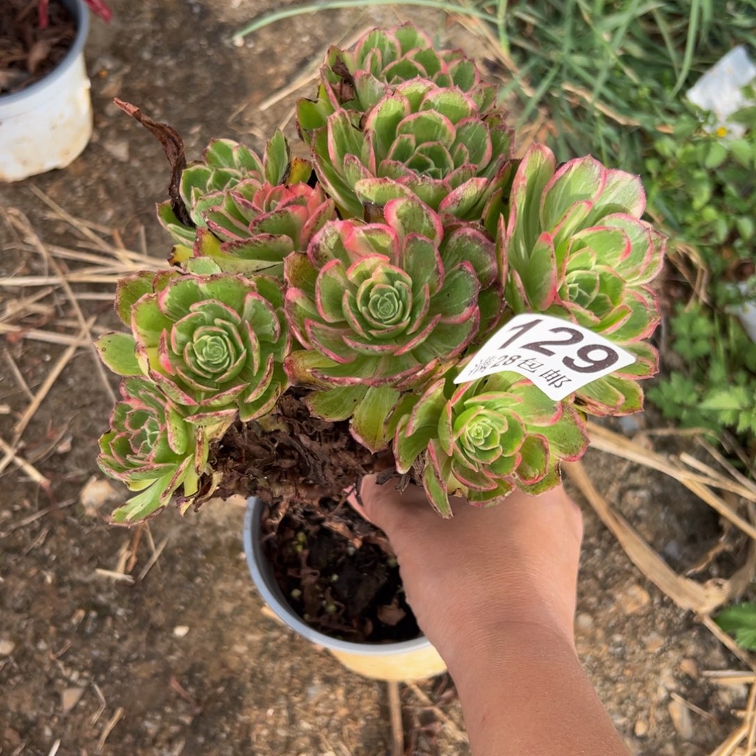 多肉植物129万花筒