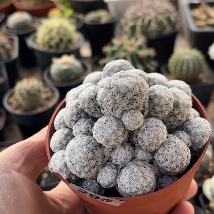 仙人球一物一拍自根