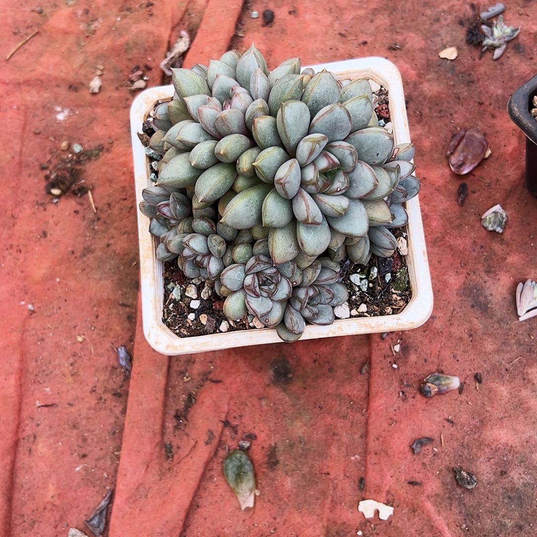南***l多头群生葡萄多肉一物一拍植物