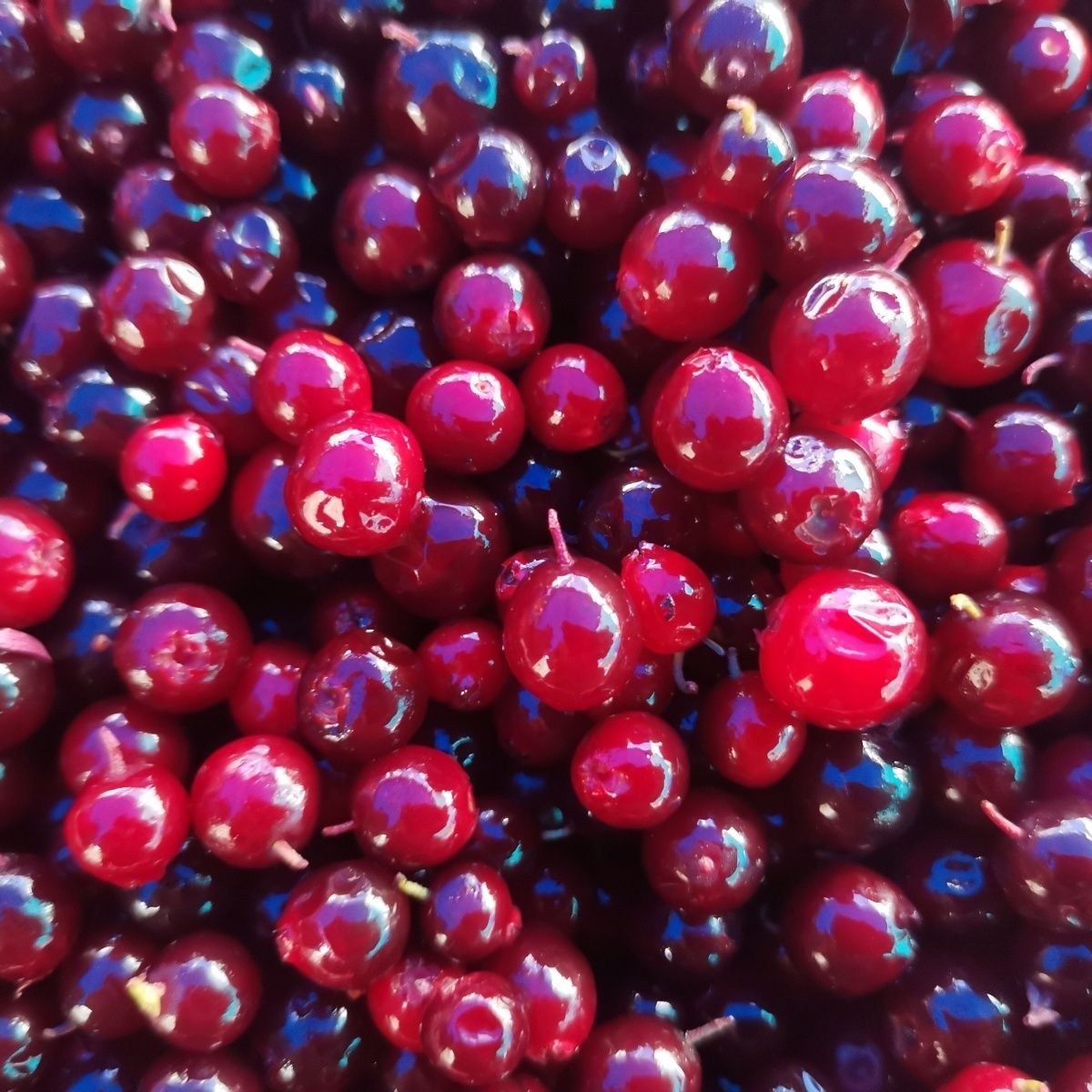 代替 临时商品 蔓越莓1