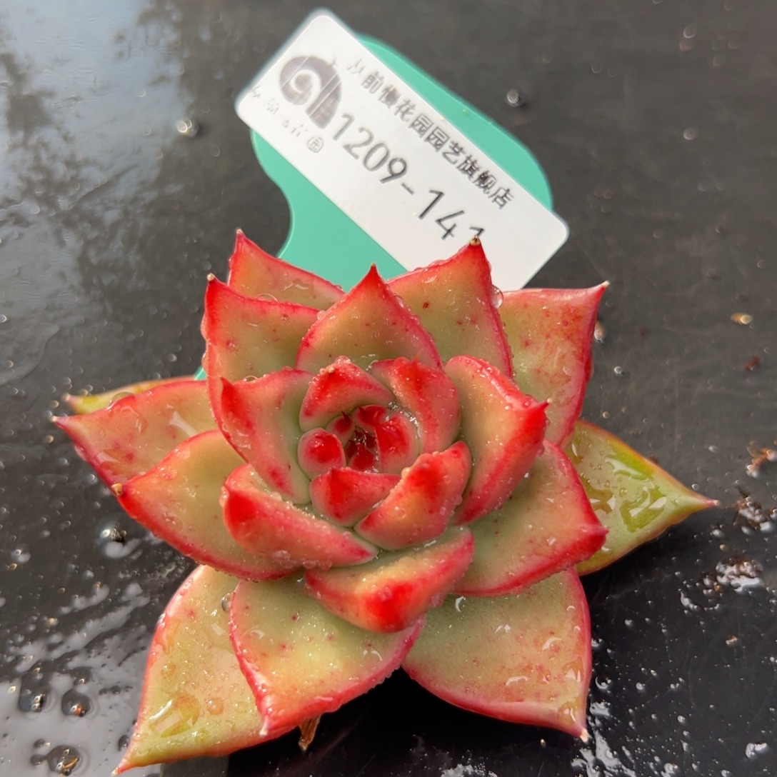 从前慢花园多肉编号1209-141