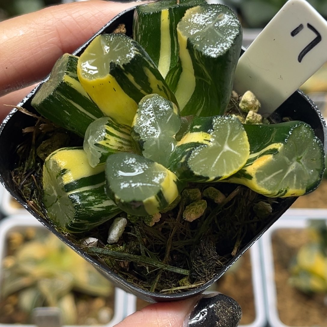 17玉龙万象锦（有畸形介意勿拍）福利专场