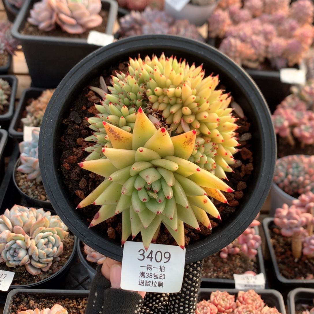 13厘米胸花虎金缀3409