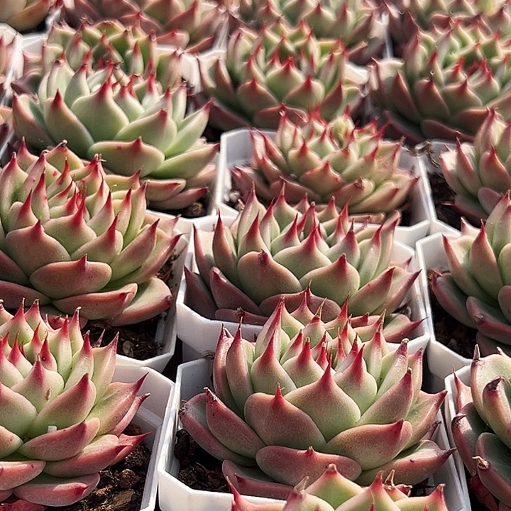 托斯卡      福利多多