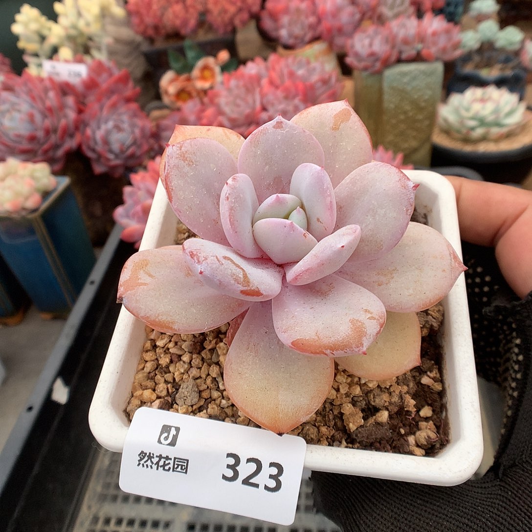 323奶茶多肉植物66666