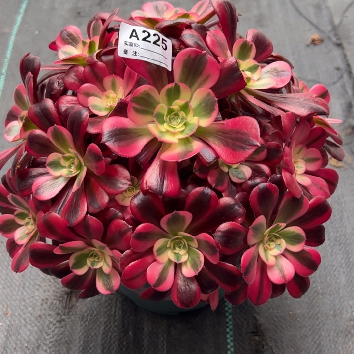 225美杜莎22厘米左右