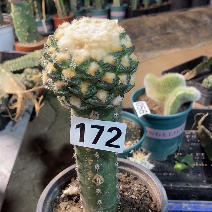 172龟甲螺旋辛顿哥斯拉