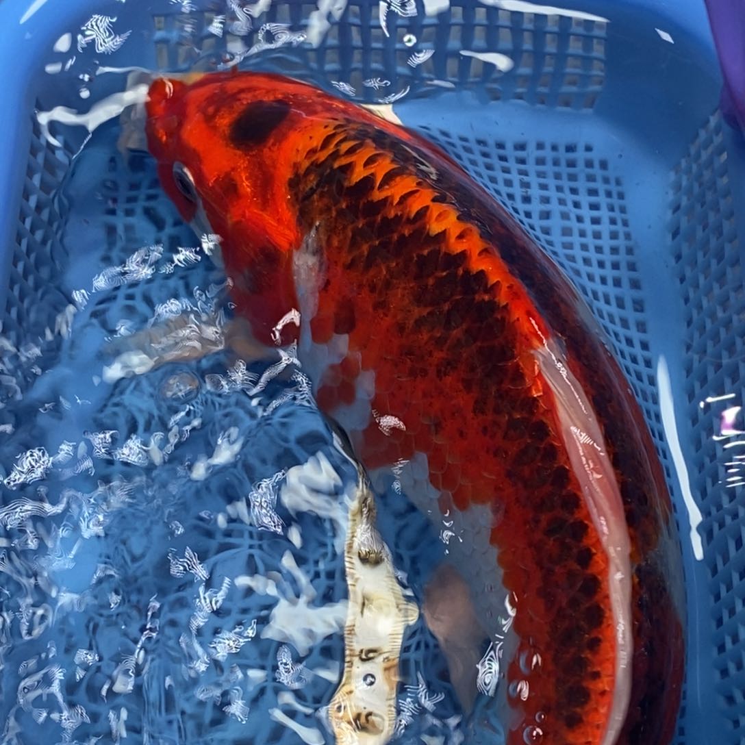 锦鲤冷水锦鲤包邮