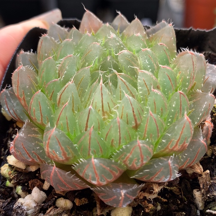 翠云玉露丽带盆土