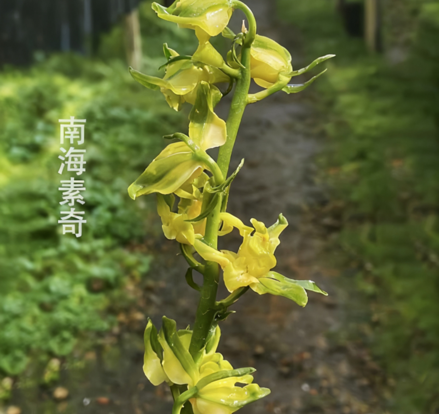 【南海素】奇花 素花 清香无比 稀有铭品 国兰经典老品种清香花期长