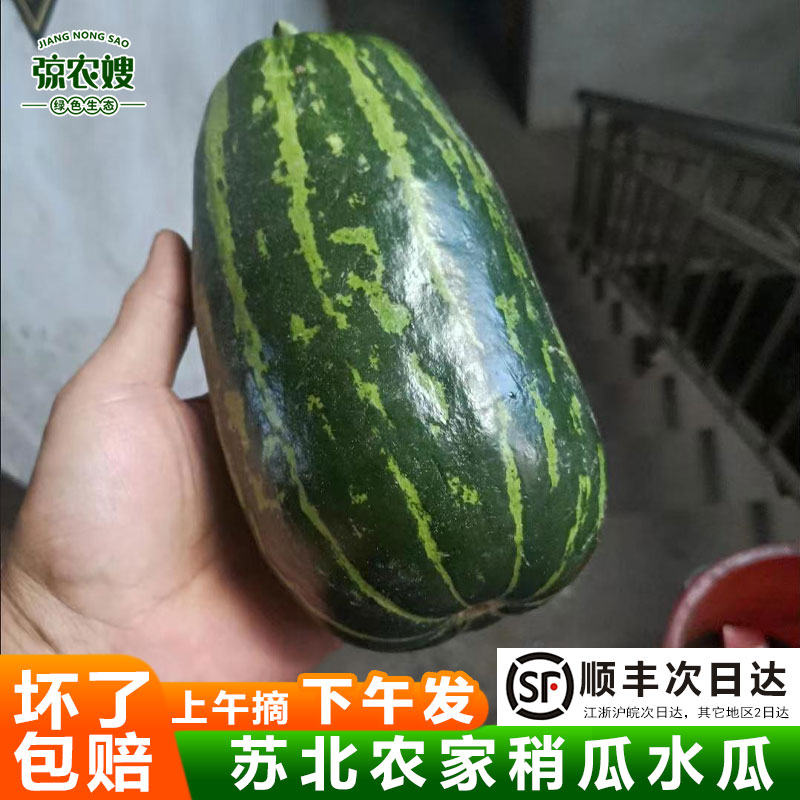 苏北农家自种新鲜菜瓜花皮水瓜烧瓜梢瓜现摘黑皮无糖脆瓜山东特色