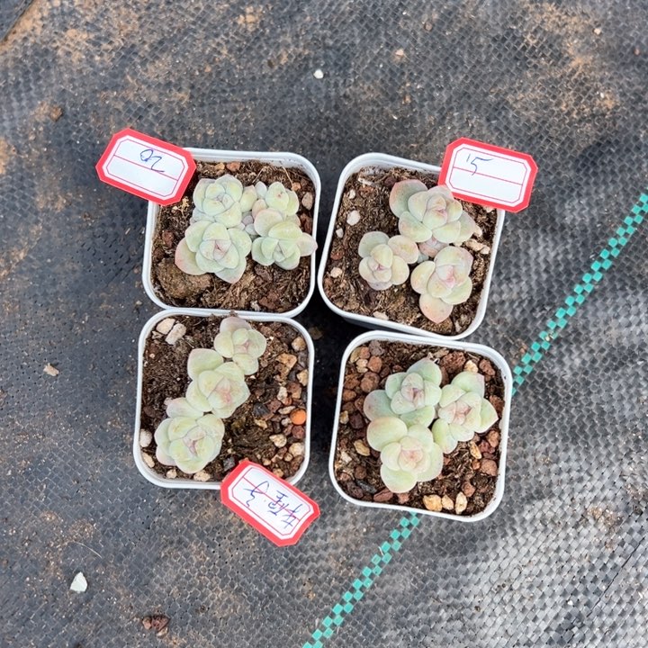 车厘子一物一拍专拍的