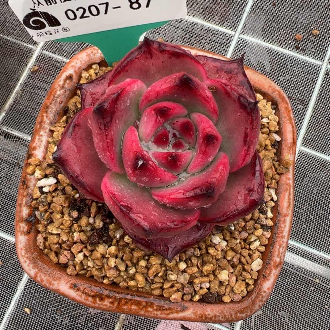 从前慢多肉精选编号0207.87