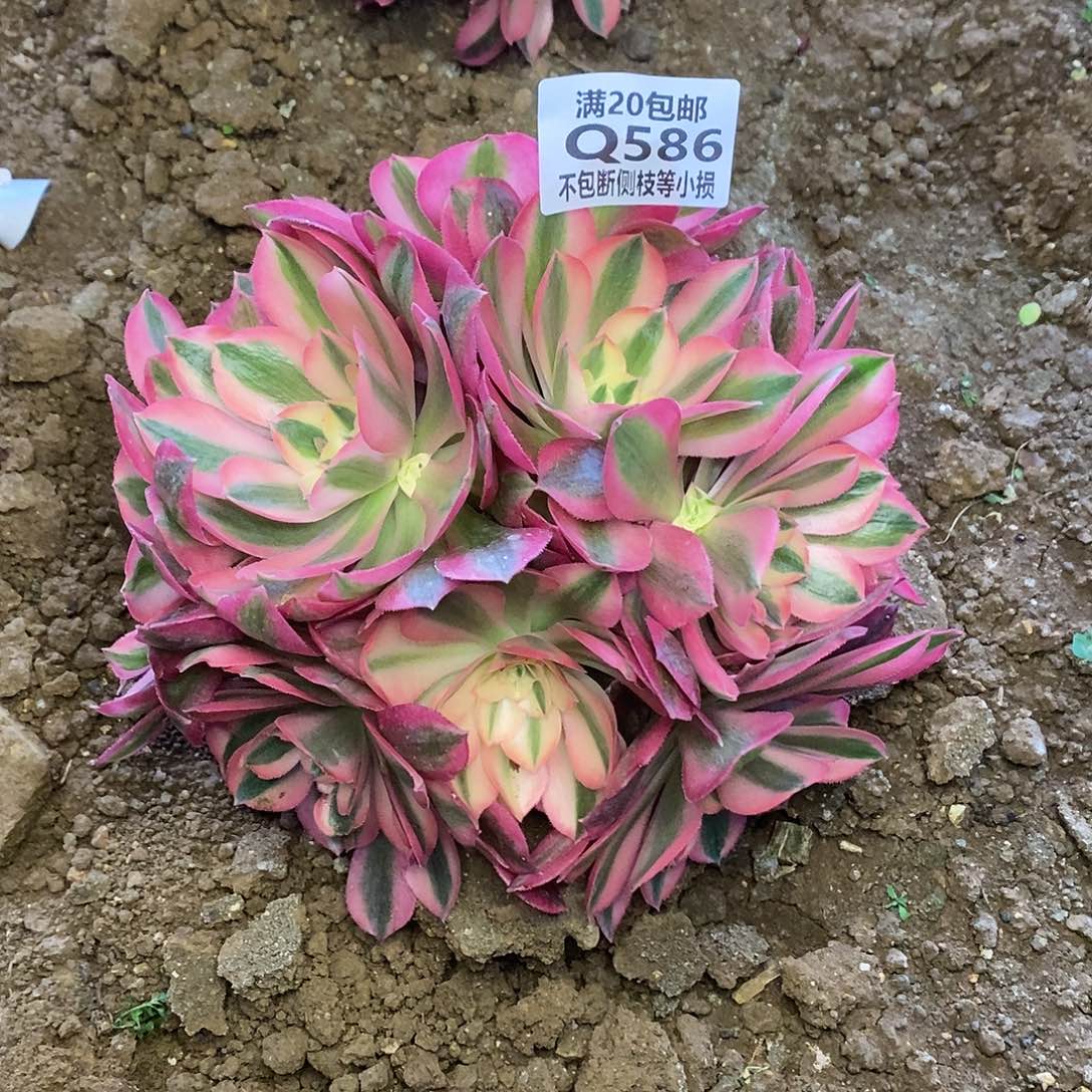 586女巫多肉法师锦