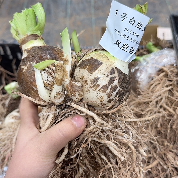 1号白肋鬼魅双胞胎
