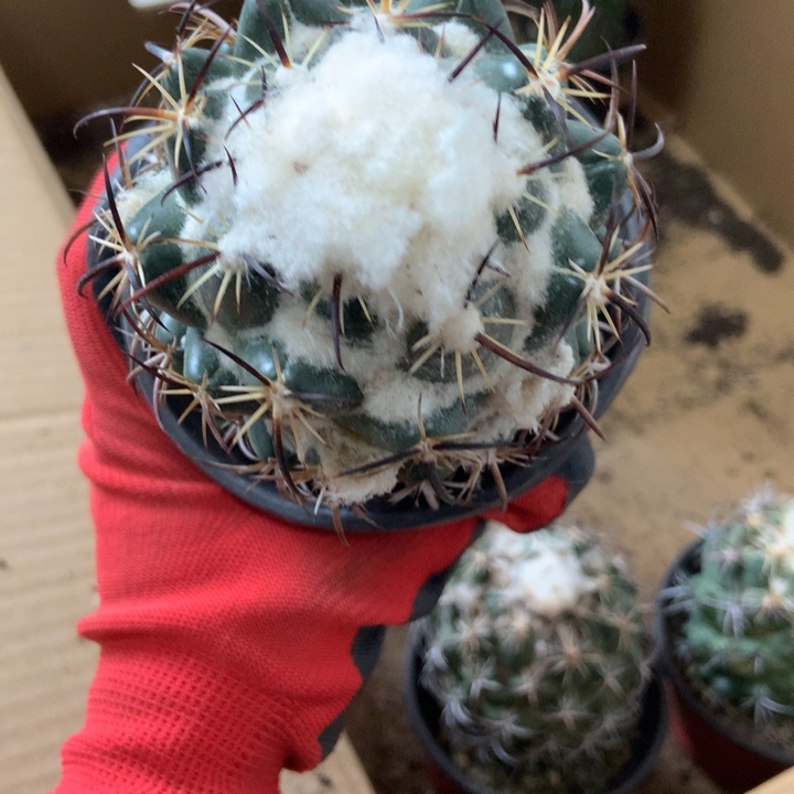 特价萝卜根钢钉仙人球