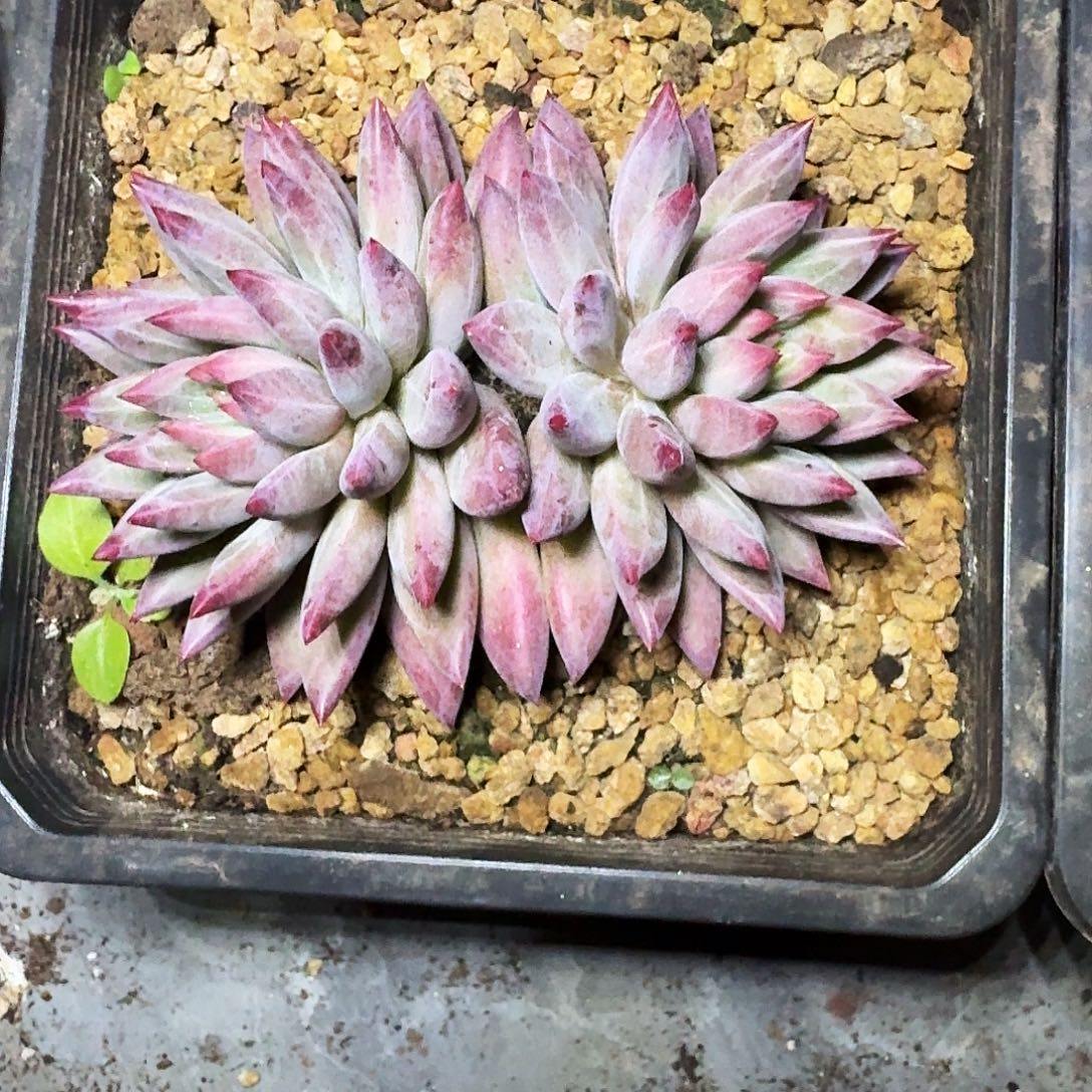 羽毛纹 虞美人 一物一拍