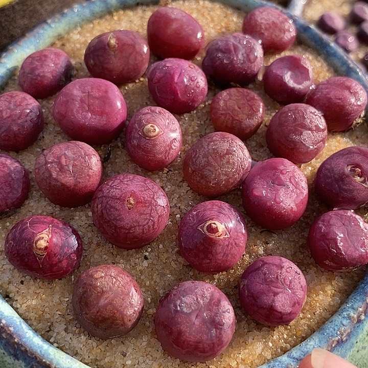 钻墨杂交一颗     发紫红色