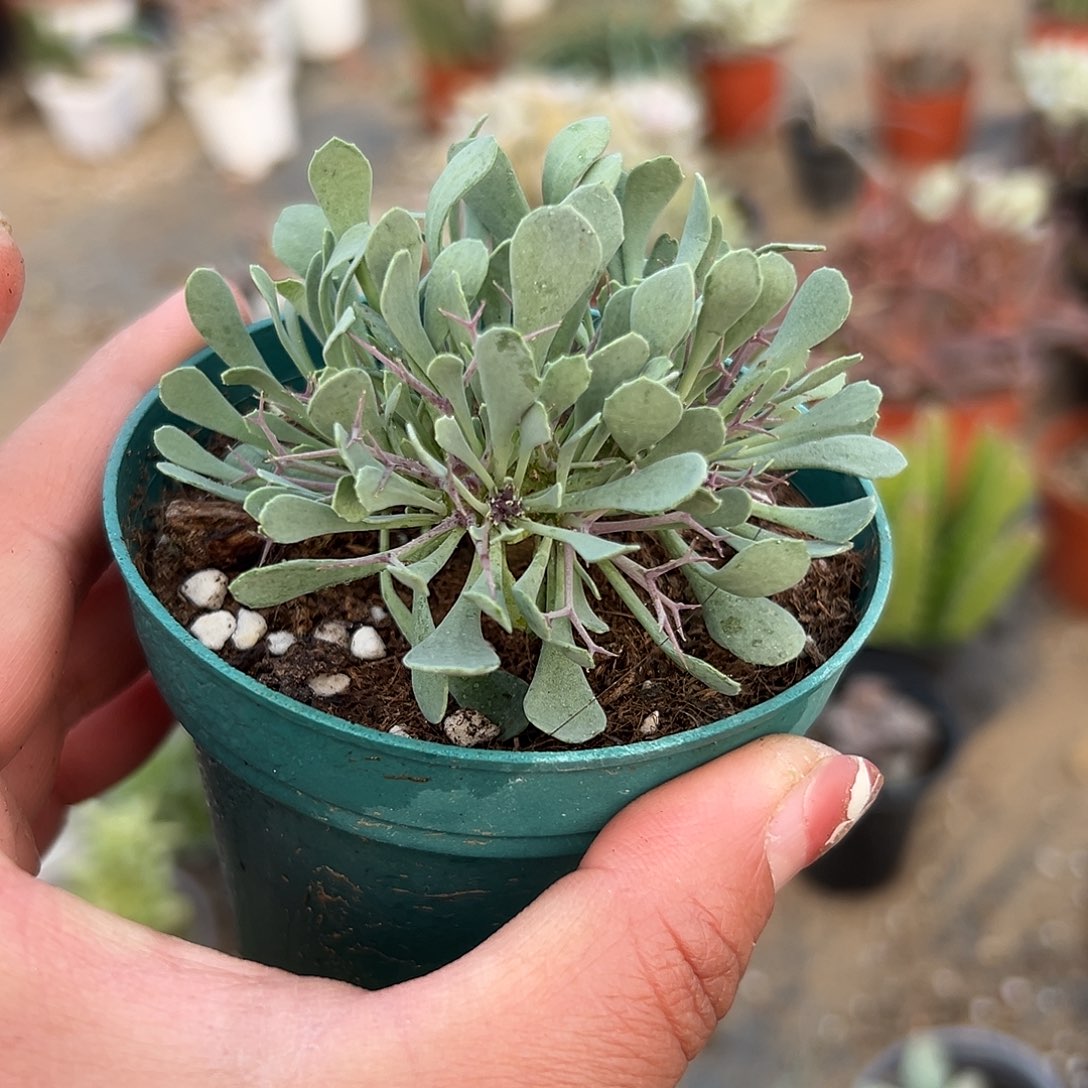 多肉植物魔鬼殿块根