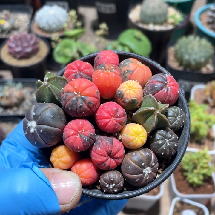 880实生糖果兜锦