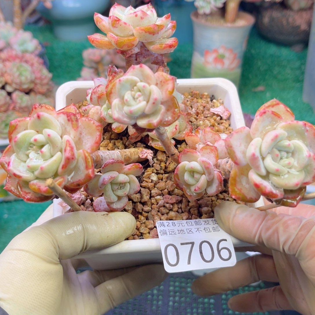 大0706:）x b c b b n j