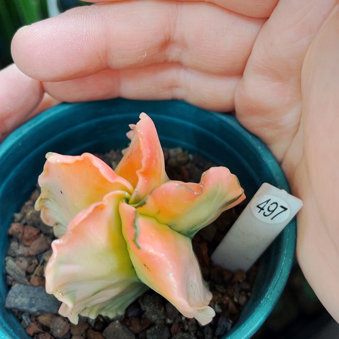 非偏远地区满25包邮仙人球