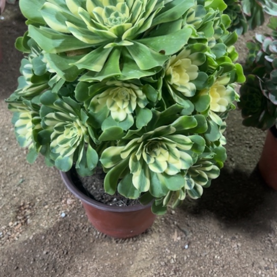 743辛尼亚多肉植物花花