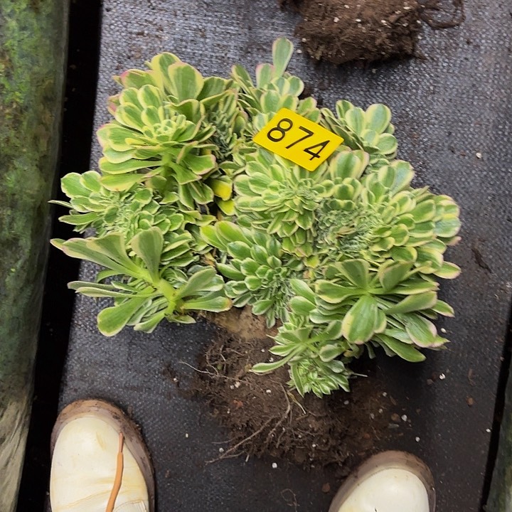 多肉植物福利874