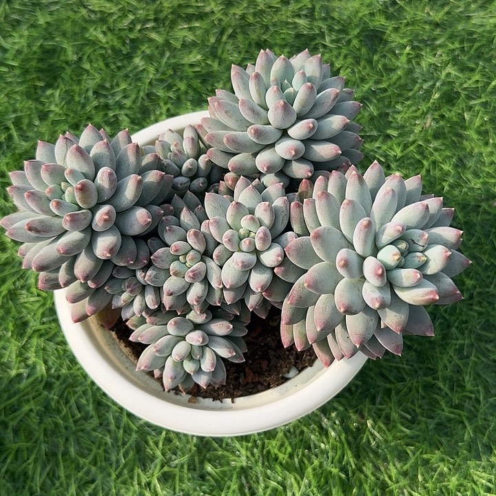 羽***澐无花朵菩提美人一物一拍