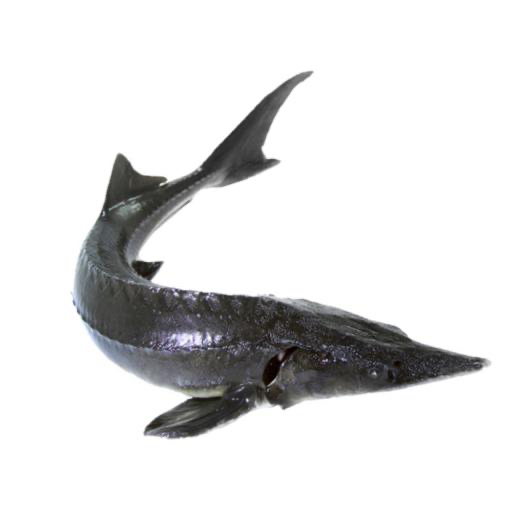 江水养殖鲟龙鱼散称（斤数以下单时为准）包邮